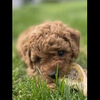 Cavapoo - Both