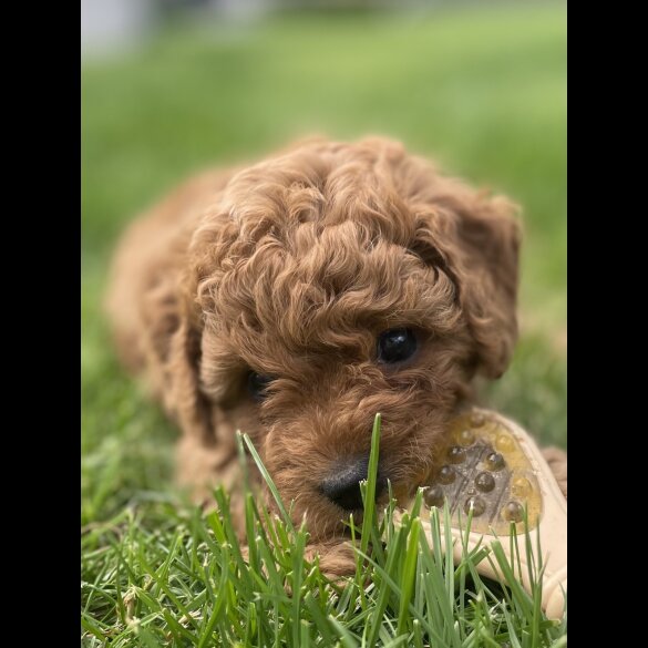 Cavapoo - Both