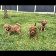 Cavapoo - Both