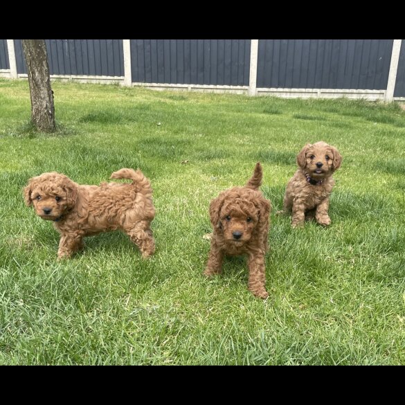Cavapoo - Both