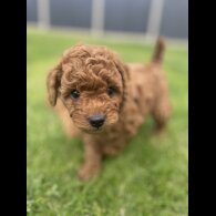 Cavapoo - Both