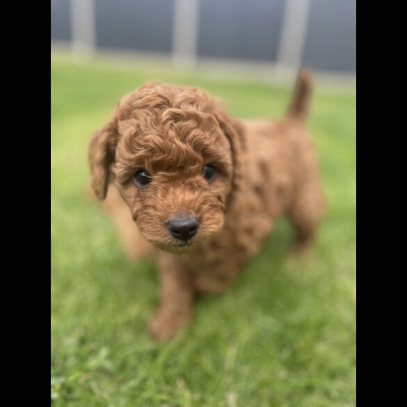 Cavapoo - Both