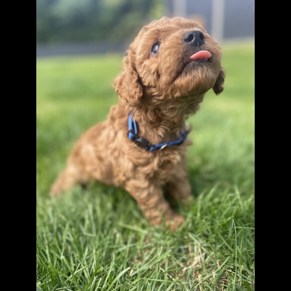 Cavapoo - Both