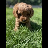 Cavapoo - Both