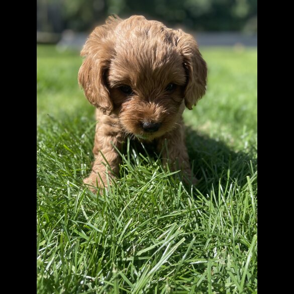 Cavapoo - Both