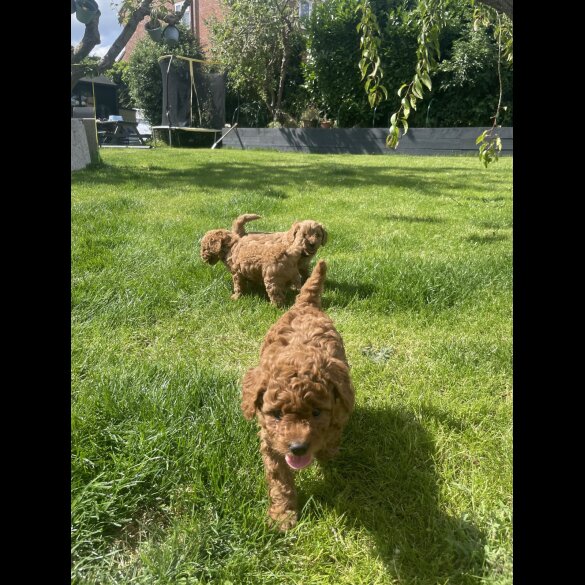 Cavapoo - Both