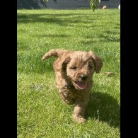 Cavapoo - Both