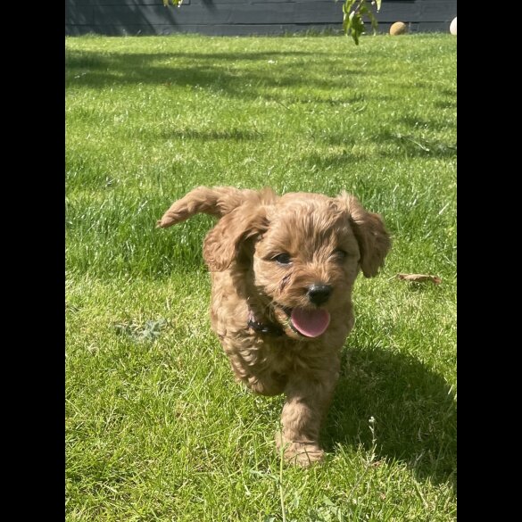 Cavapoo - Both