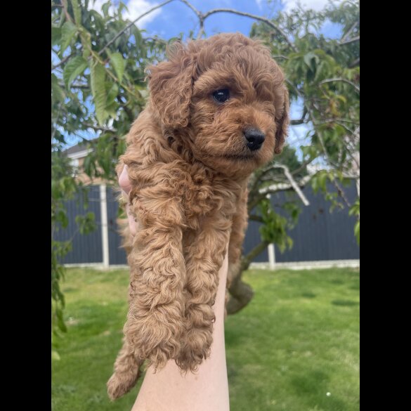 Cavapoo - Both