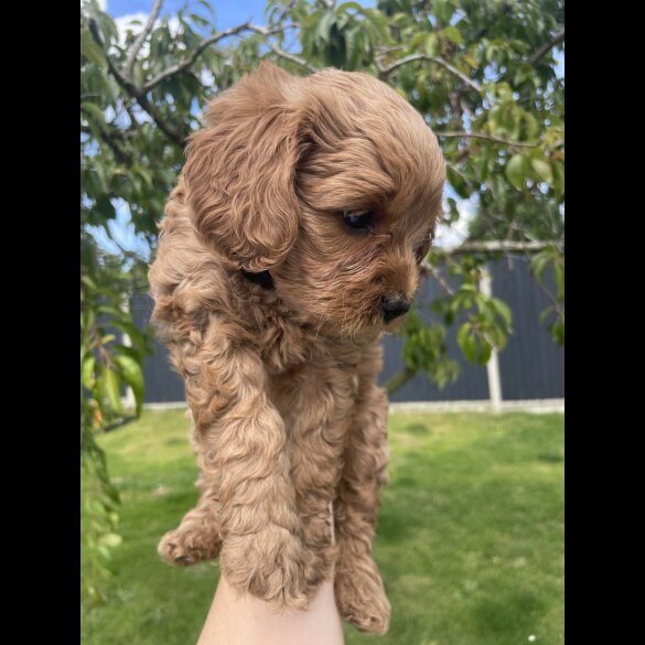 Cavapoo - Both
