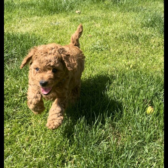 Cavapoo - Both