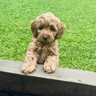 Cavapoo - Both