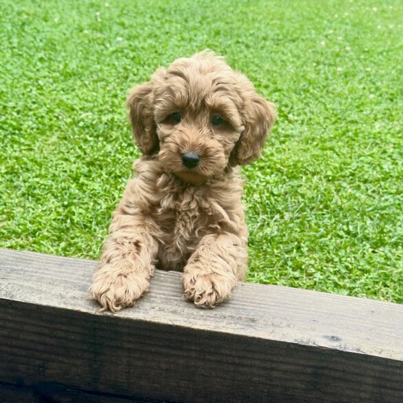 Cavapoo - Both