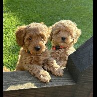 Cavapoo - Both