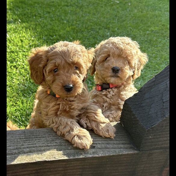 Cavapoo - Both