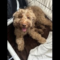 Cavapoo - Both