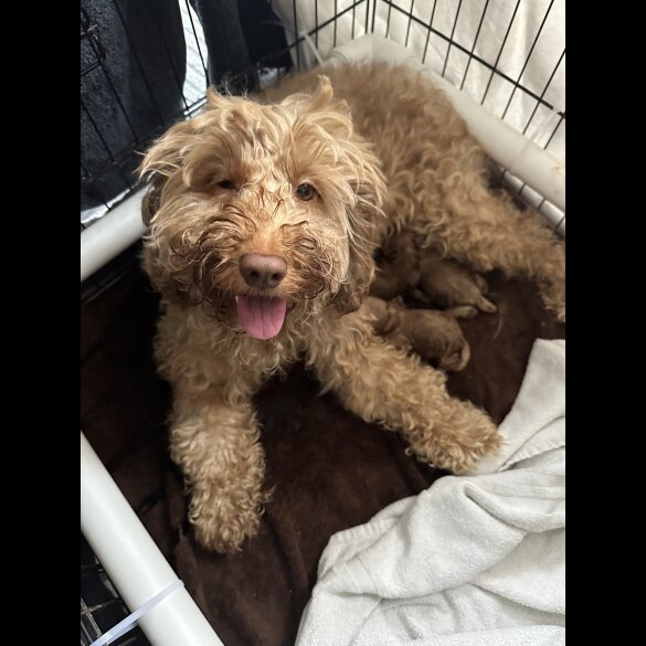 Cavapoo - Both