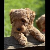 Cavapoo - Both