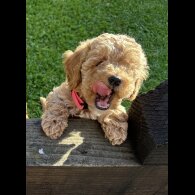Cavapoo - Both