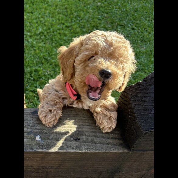 Cavapoo - Both