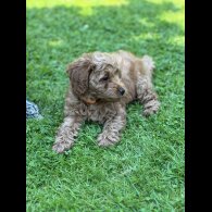 Cavapoo - Both