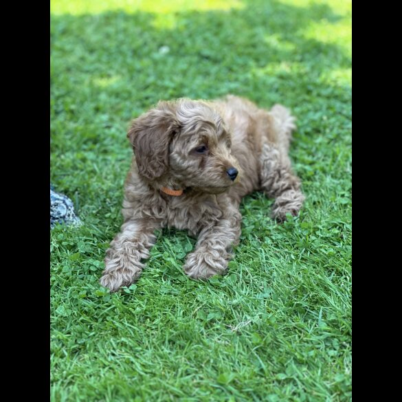 Cavapoo - Both