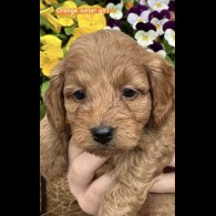 Cavapoo - Both
