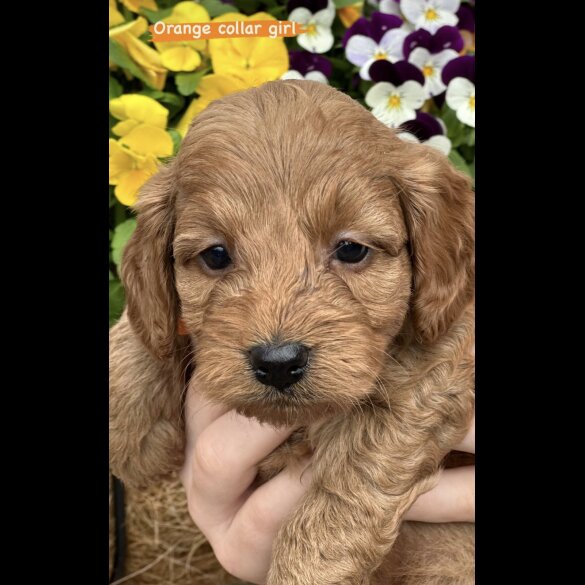 Cavapoo - Both
