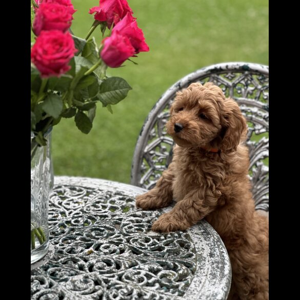 Cavapoo - Both