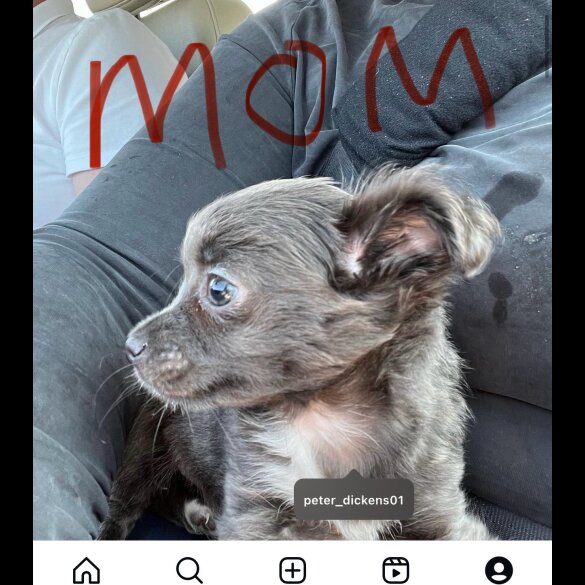 Chihuahua - Both