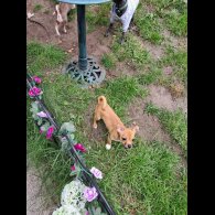 Chihuahua - Both