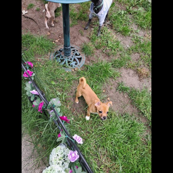 Chihuahua - Both