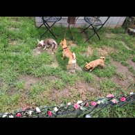 Chihuahua - Both