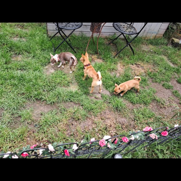 Chihuahua - Both