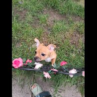 Chihuahua - Both