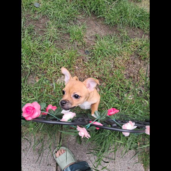 Chihuahua - Both