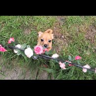 Chihuahua - Both