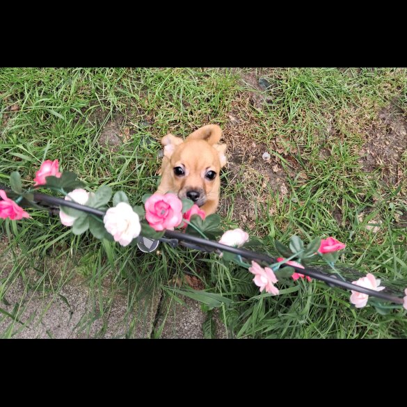 Chihuahua - Both