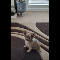 Chihuahua - Dogs