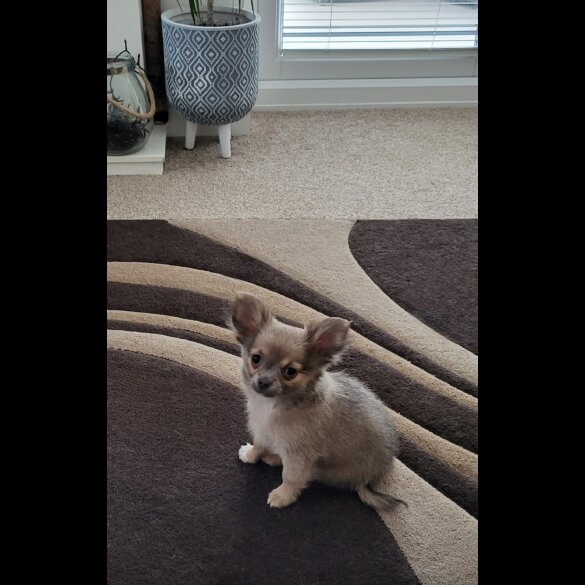 Chihuahua - Dogs