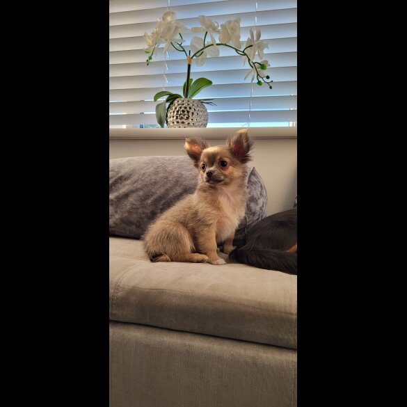 Chihuahua - Dogs