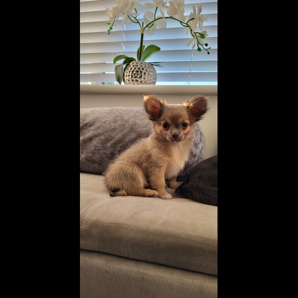 Chihuahua - Dogs