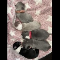 Chihuahua - Both