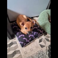Chihuahua - Both