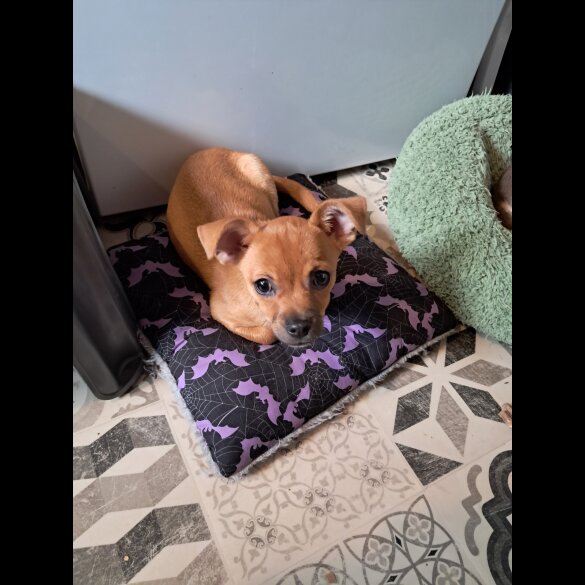 Chihuahua - Both