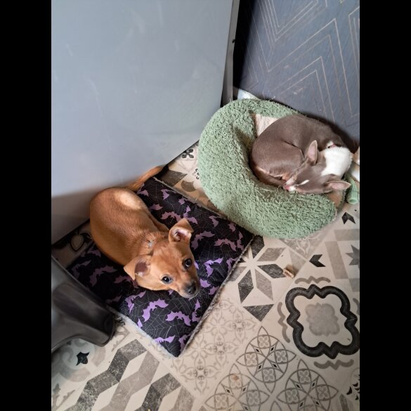 Chihuahua - Both