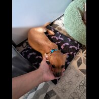 Chihuahua - Both