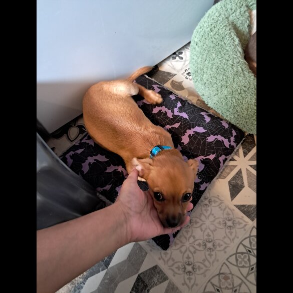 Chihuahua - Both