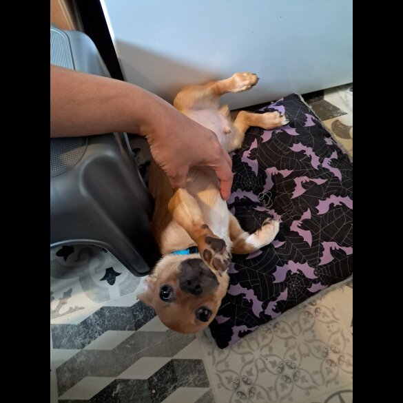 Chihuahua - Both