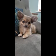 Chihuahua - Dogs